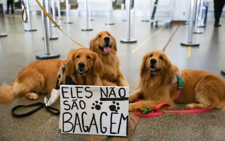Pets s&atilde;o transportados com muito conforto pela companhia a&eacute;rea especializada – Foto: Ag&ecirc;ncia Brasil/Reprodu&ccedil;&atilde;o/ND