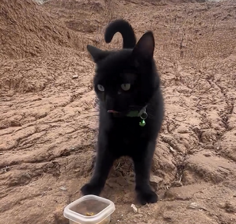 Penny possui Hipoplasia Cerebelar – Foto: Internet/Reprodu&ccedil;&atilde;o/ND