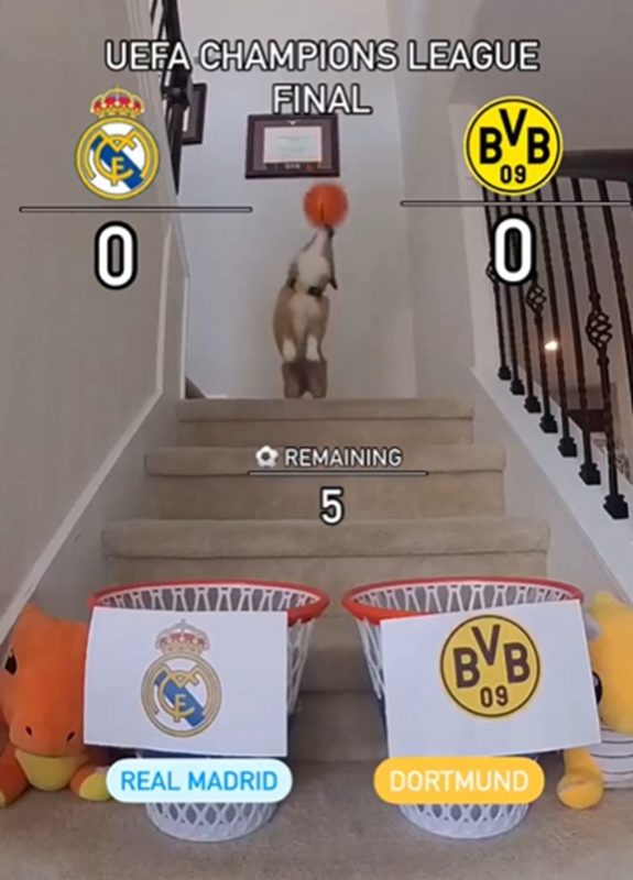 Cachorro vidente fazendo previsões com cesta de basquete 