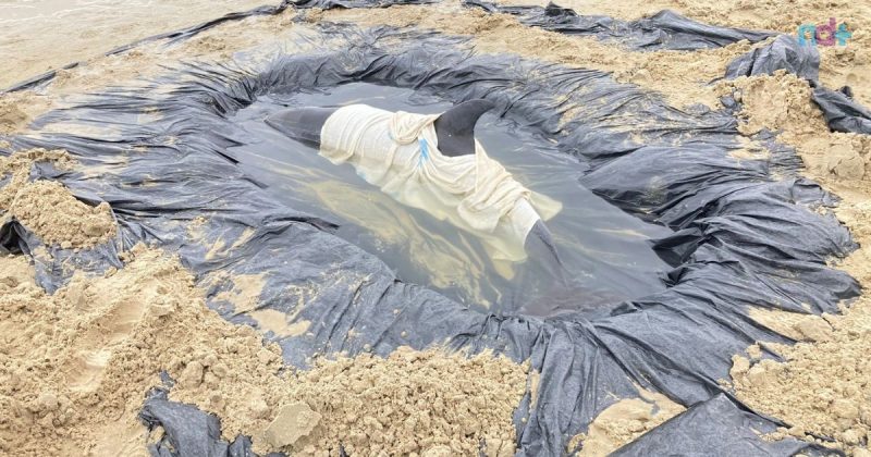 Imagem mostra golfinho encalhado em praia de Itapema