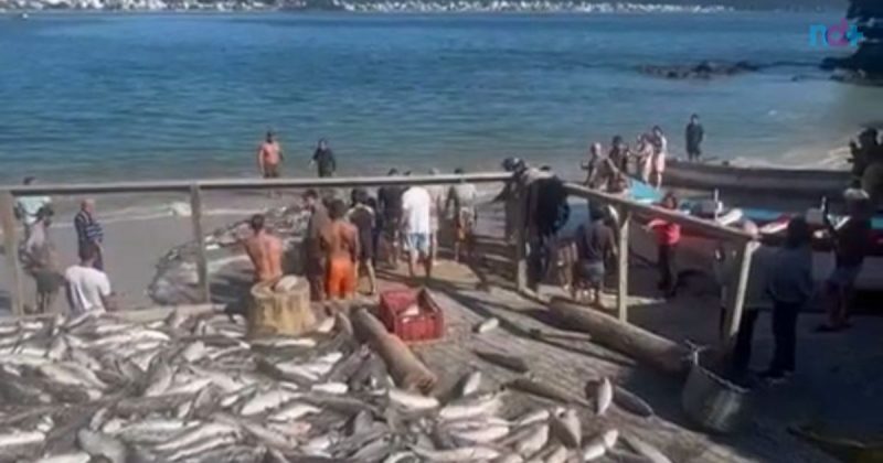Imagem mostra a pesca de mais de 6 mil tainhas em praia de Bombinhas na manhã desta sexta-feira