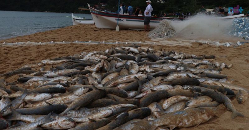 Imagem mostra tainhas capturadas em Balneário Camboriú, além de pescadores ao fundo