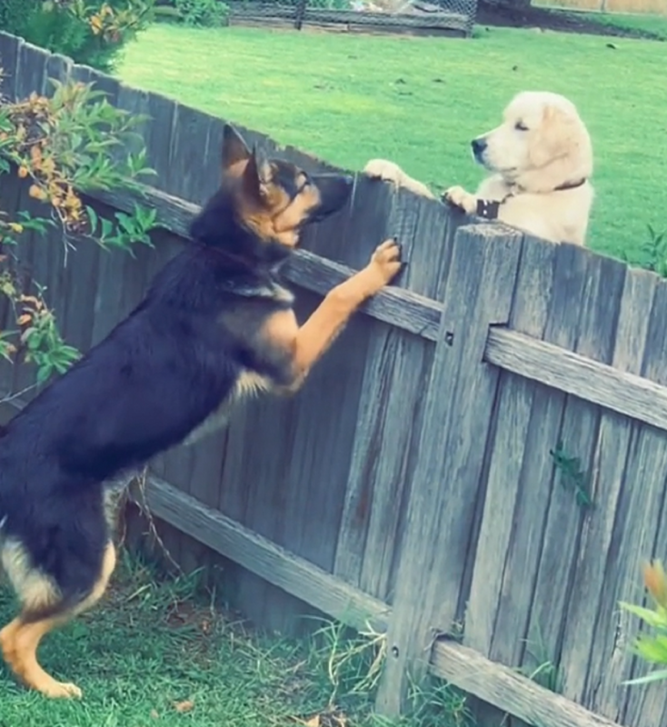 Cachorro encontra novo melhor amigo