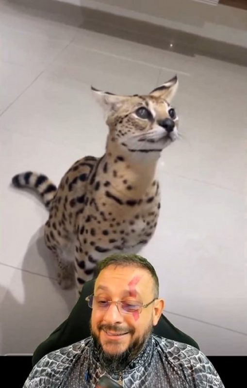 Print de vídeo de biólogo Henrique com gato de espécie que viralizou