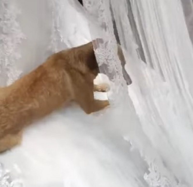 Cachorro caramelo deitou e rolou no vestido da noiva durante o casamento. 