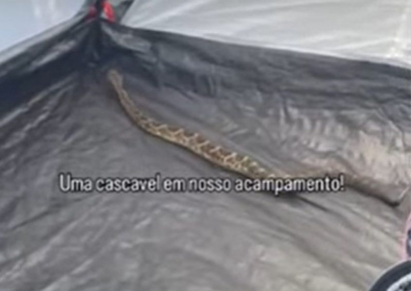 Cascavel assusta família em acampamento