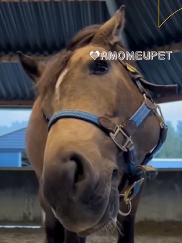 Cavalo Prince viraliza e vídeo bate milhões de visualizações - Foto: Nrps Prince/Reprodução/ND