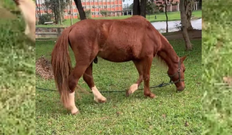 Cavalo Caramelo está sendo cuidado e apresentou melhora