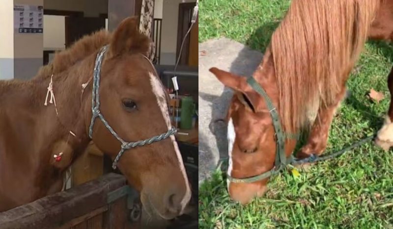Cavalo caramelo: antes e depois