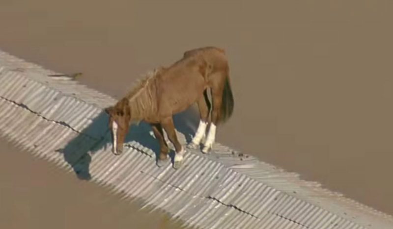 Em Canoas, um cavalo que ficou preso em cima de um telhado gerou comoção nacional