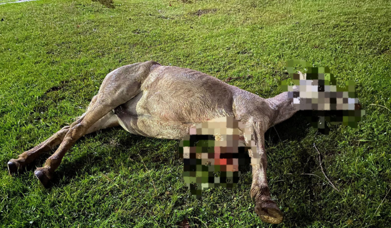 Foto mostra cavalo deitado em gramado com cabeça e uma das patas com efeito borrado por conta de ferimentos. Animal foi atropelado