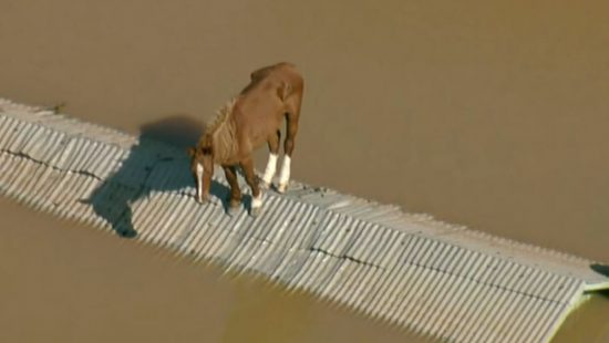 Vídeo: Cavalo é encontrado ilhado no telhado de residência em Canoas (RS)