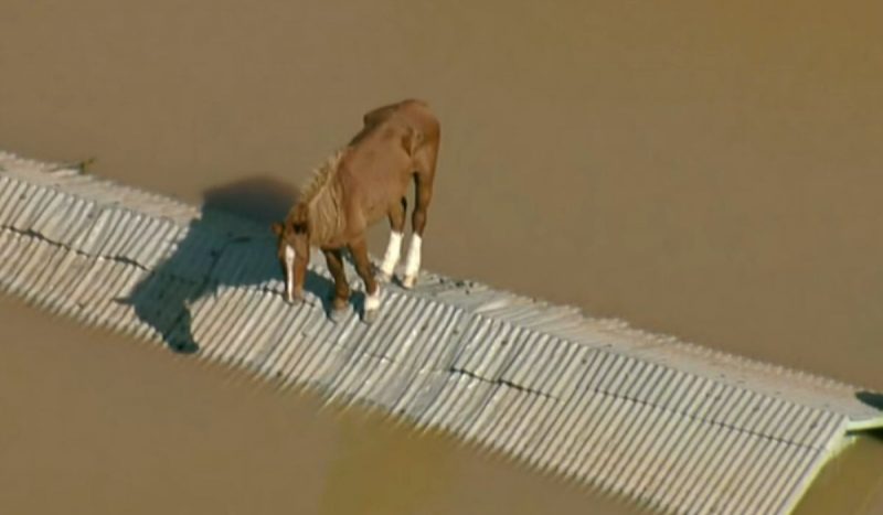Cavalo ilhado no telhado aguardava resgate