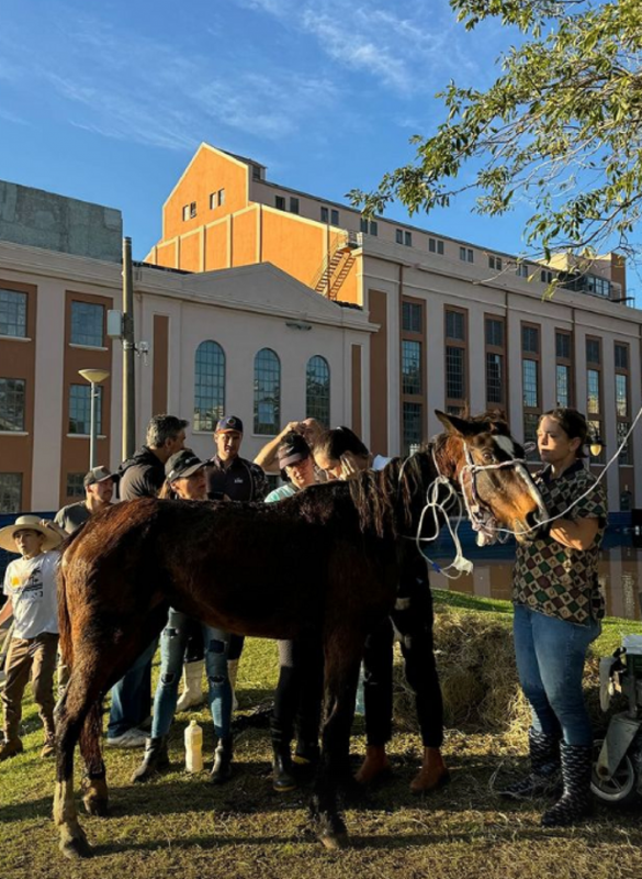 Cavalo foi entregue &agrave; pessoas que cuidar&atilde;o dele – Foto: Divulgado na Internet/Reprodu&ccedil;&atilde;o/ND
