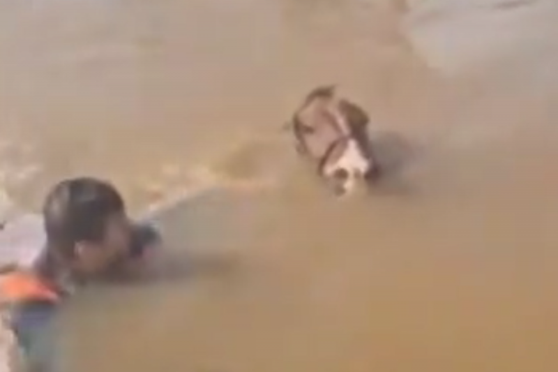 O homem e o cavalo estavam com água até o pescoço. 