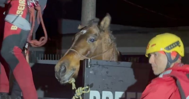 Égua 'muito debilitada' é resgatada após 10 dias em apartamento no RS