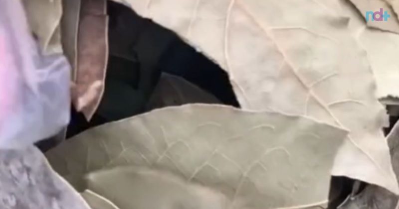 Imagem mostra folha de louro, capaz de diminuir barriga