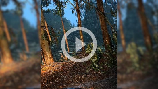 VÍDEO: Vendaval derruba árvores em município de SC