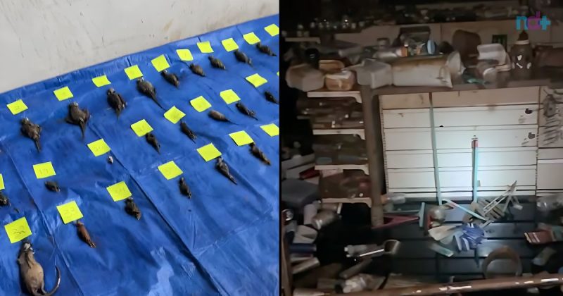 Carcaça de 38 animais foram localizados na Cobasi