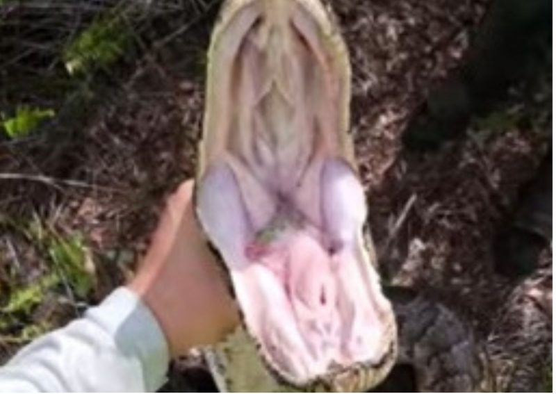 Boca de cobra impressiona