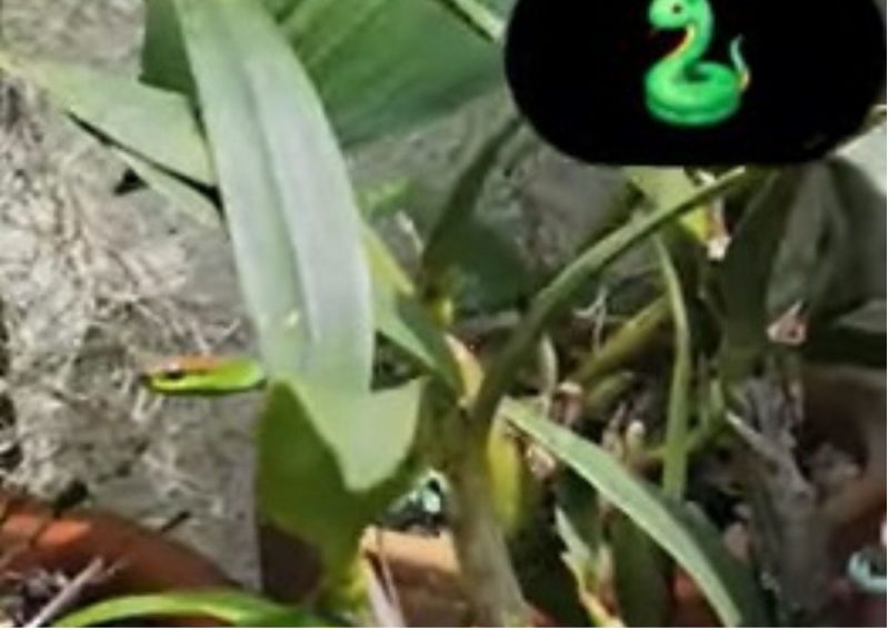 Cobra aparece em plantação de orquídea 