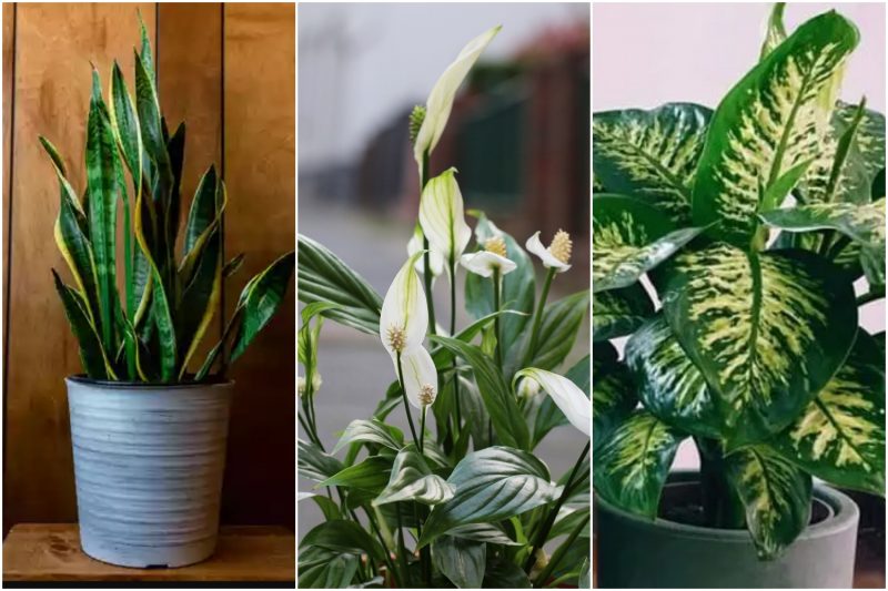 plantas que expulsam maus espíritos