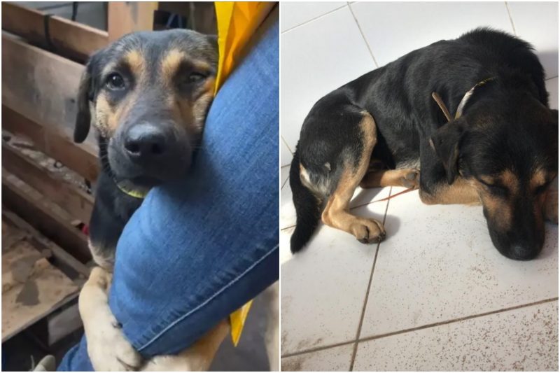 cachorro teve final feliz 