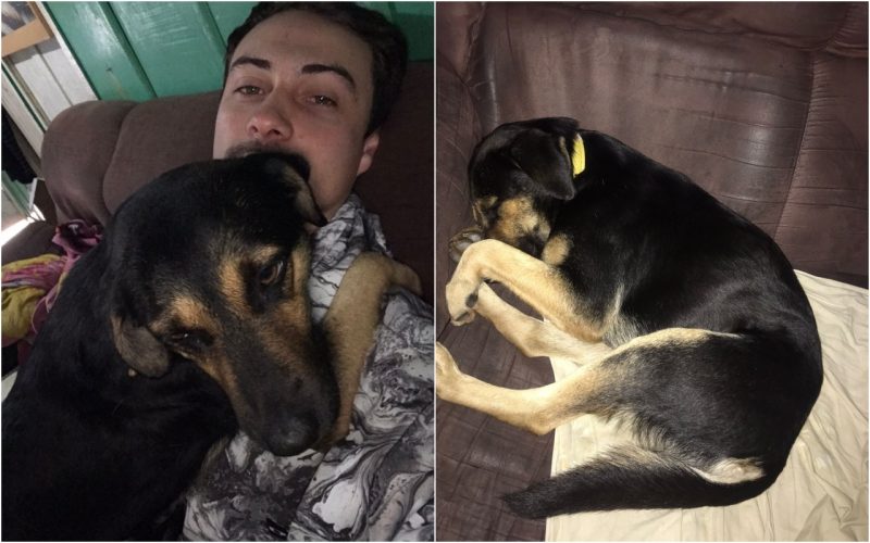 cachorro chorão abraçado no colo do tutor diego e em outra foto dormindo escondendo o focinho no sofá
