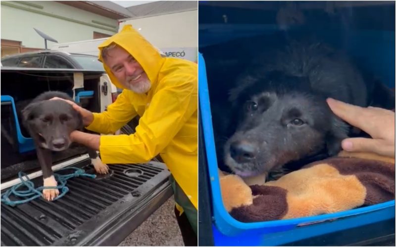 cachorra abandonada em Arroio do Meio com o novo tutor o empresário de Pinhalzinho Sandro Augusto Golin; na foto ele aparece com a cachorra na parte de trás da caminhonete onde será transportada até Santa Catarina