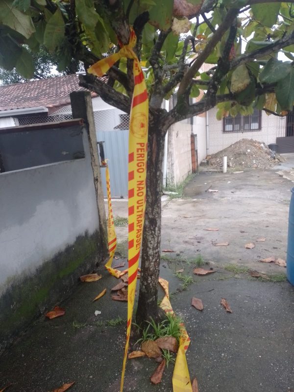 Bombeiros isolaram &aacute;rvore – Foto: Reprodu&ccedil;&atilde;o/ND