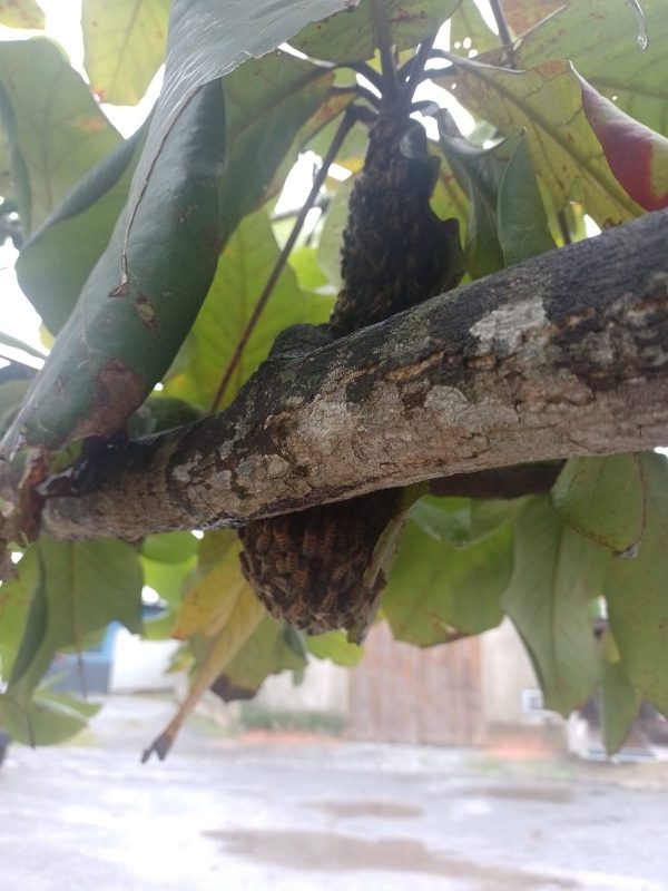 Moradores temem pela seguran&ccedil;a das crian&ccedil;as que brincam pr&oacute;ximo ao local da colmeia – Foto: Reprodu&ccedil;&atilde;o/ND