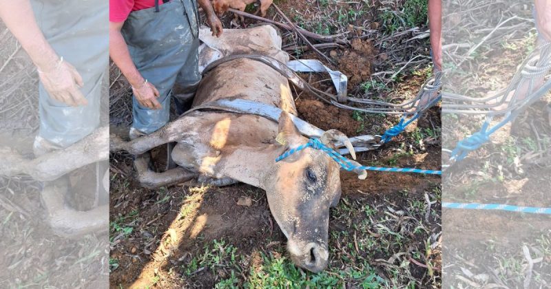 Vaca fica atolada em vala