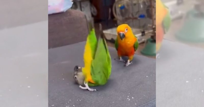 Passarinho dá cambalhota e tenta ensinar o irmão que só sabe rolar