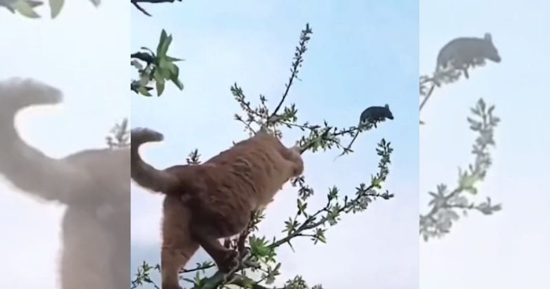 Gato tenta caçar rato em árvore 