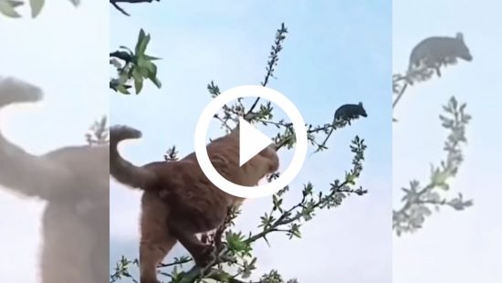 VÍDEO: &#8216;Desce daí&#8217;, gato escala árvore e se equilibra em galho para caçar rato