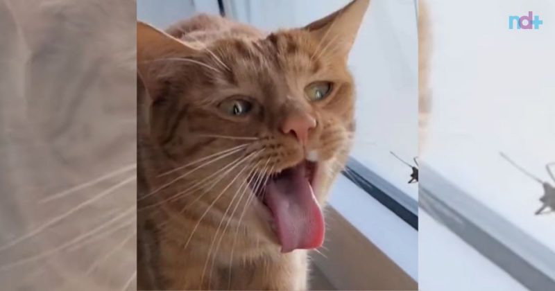 Gato faz 'cara de nojo' para caçar inseto 
