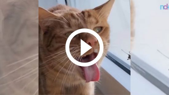 VÍDEO: Gato faz &#8216;cara de nojo&#8217; para caçar inseto e arranca risadas