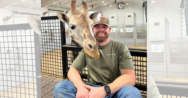 Girafa se ‘derrete’ durante sess&atilde;o de quiropraxia e viraliza: ‘super amorosa’ – Foto: @oklahomachiro/Reprodu&ccedil;&atilde;o/ND