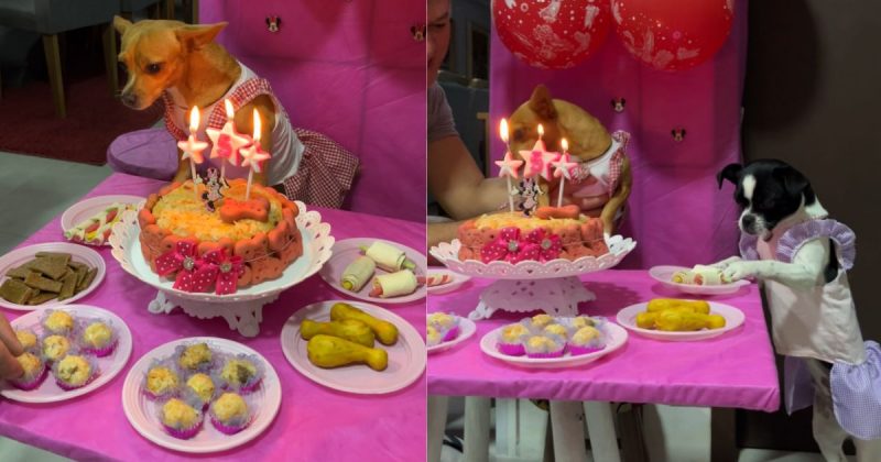 Cachorra que superou problema de saúde ganha festa de aniversário em Joinville