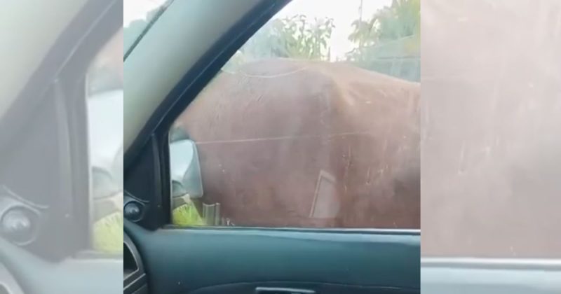 Cavalo coça lugar inusitado em retrovisor e diverte motorista