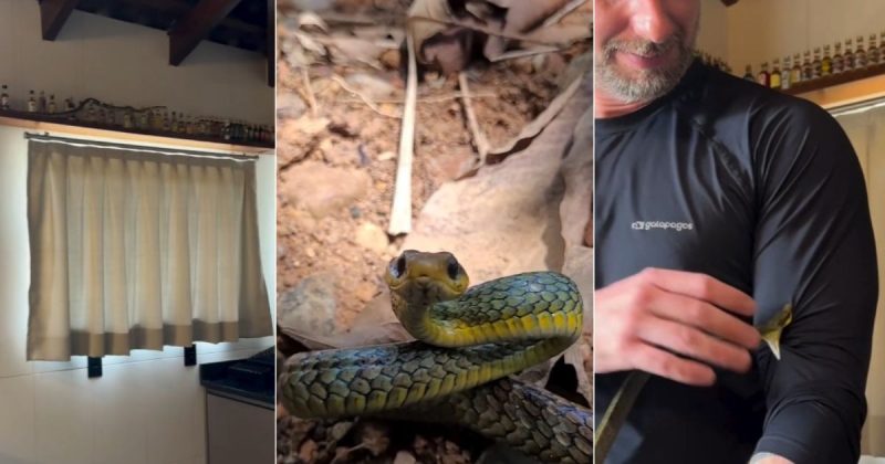 Cobra-cipó faz estrago em bar de casa 