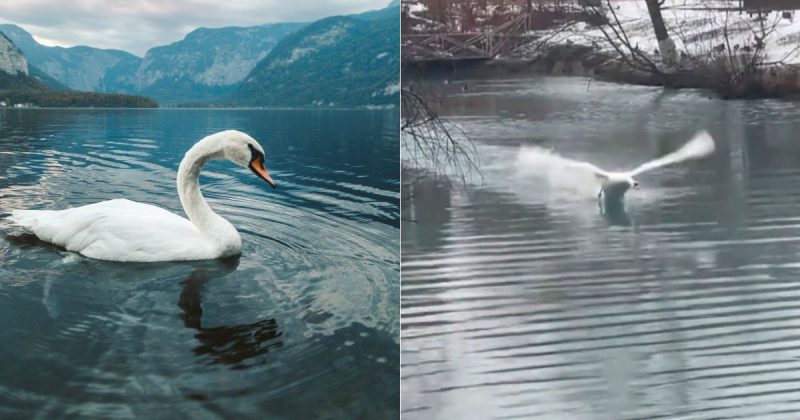 Cisne expulsa homem de lagoa 