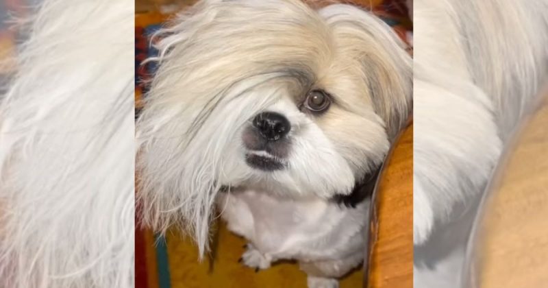 Topete de cachorro surpreende donos 