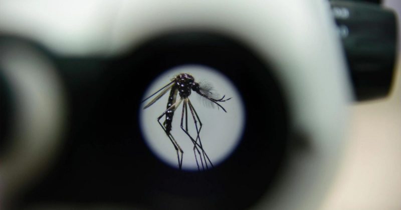 Wolbito: mosquito vai combater a dengue em Joinville