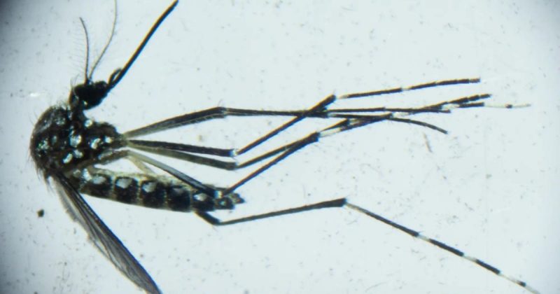 Mosquitos ser&atilde;o soltos no segundo semestre em Joinville – Foto: Fl&aacute;vio Carvalho/WMP Brasil/Divulga&ccedil;&atilde;o/ND