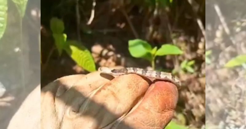 Jararaca foi resgatada em rodovia de SC