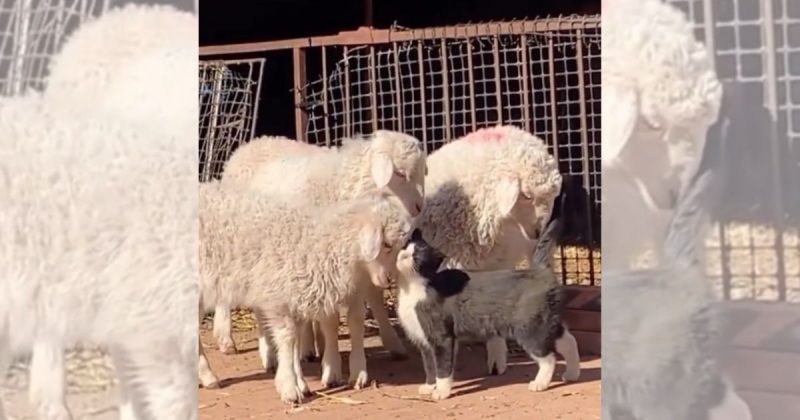 Gato recebe &lsquo;chameguinho&rsquo; de ovelhas e &lsquo;derrete&rsquo; internet de amor – Foto: Internet/Reprodu&ccedil;&atilde;o/ND