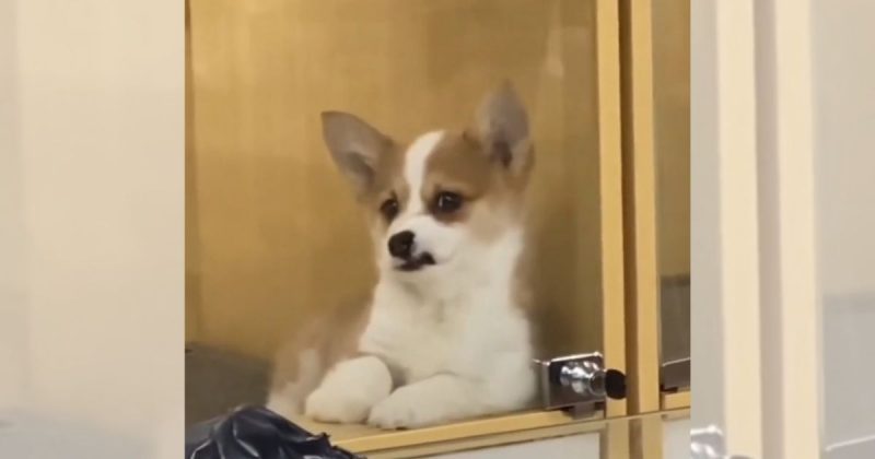 Cachorro para adoção divertiu a web