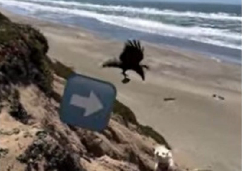 Corvo tenta acertar pedra em cachorro