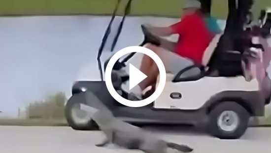 &#8216;Medo instaurado&#8217;: crocodilo ataca passageiros em um carro de golfe